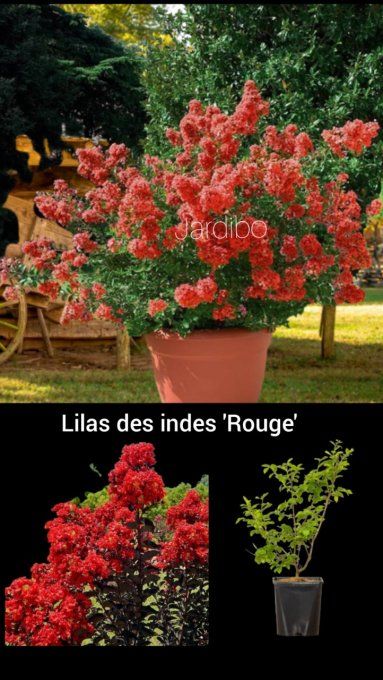 Lilas des indes, 'Lagestromia Rouge'
