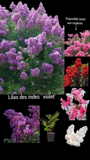 Lilas des indes  lagestromia  indica  Rouge