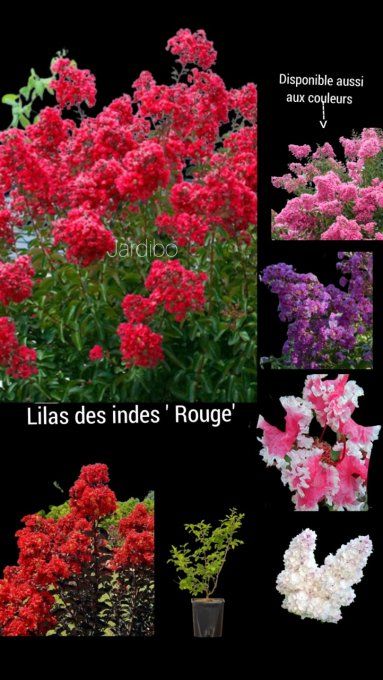 Lilas des indes, 'Lagestromia Rouge'