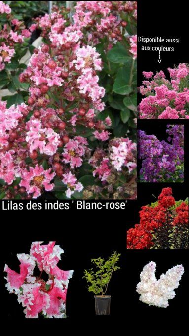 Lilas des indes Blanc-rose