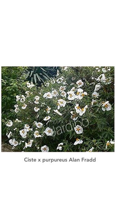 Cistus purpureus 'Alan Fradd'