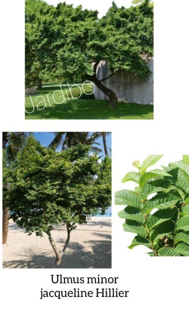 ULMUS minor Jacqueline Hillier