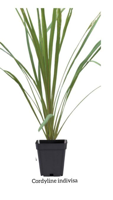 Cordyline Australis 