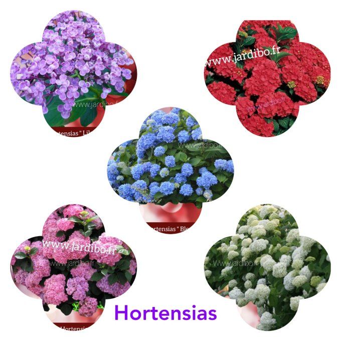 Hortensias macrophyla Rose 