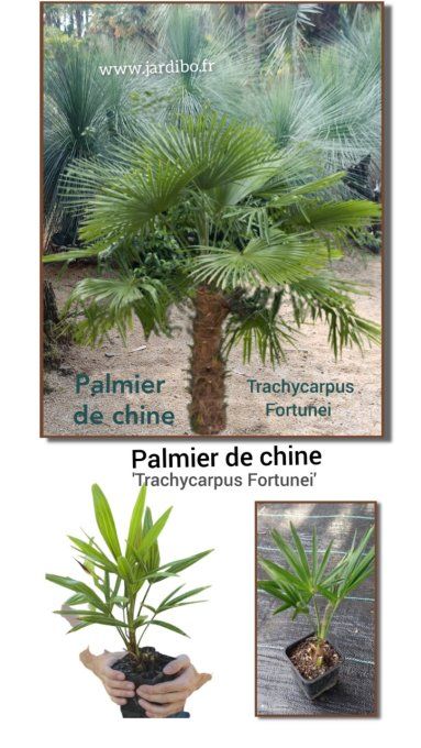 Palmier de Chine '' Trachycarpus Fortunei 
