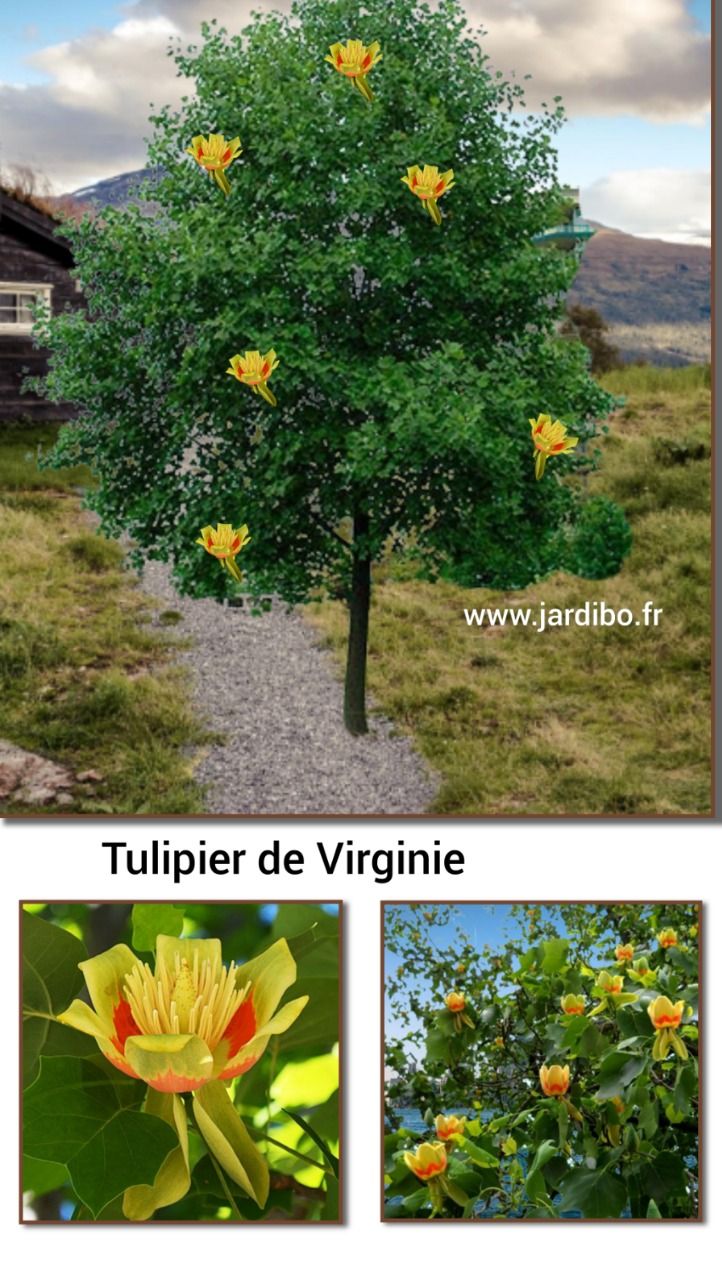 Liriodendron 'Tulipier de Virginie'