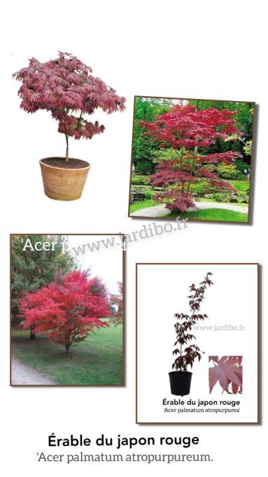 Erable du japon rouge 'Acer palmatum atropurpuréa'