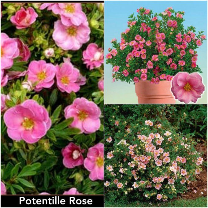 Potentille rose 