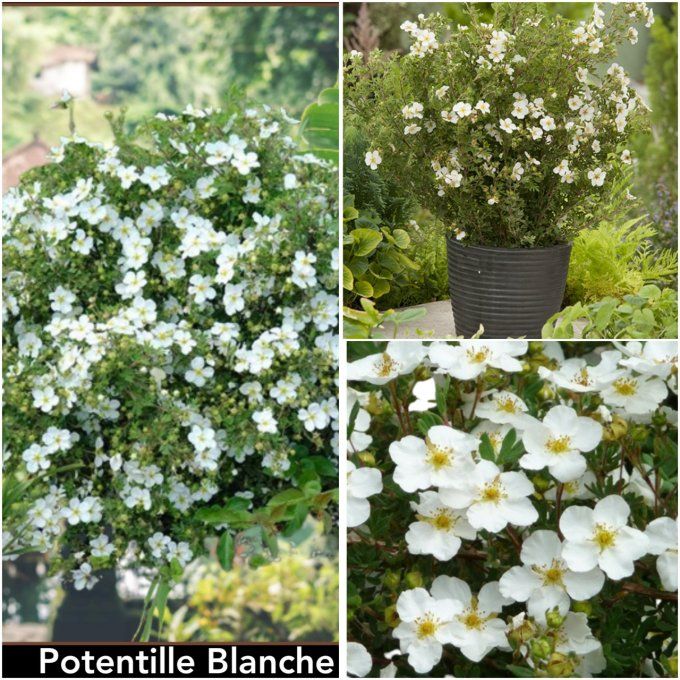 Potentille blanche