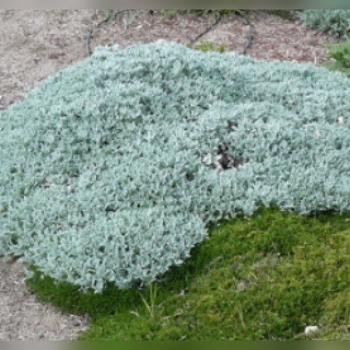 Tanaisie d'Arménie -Tanacetum densum ssp. Aman
