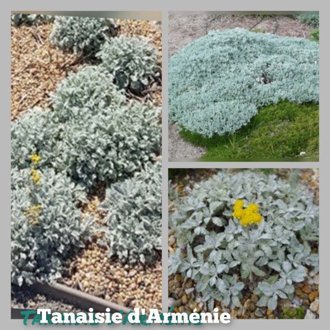 Tanaisie d'Arménie -Tanacetum densum ssp. Aman