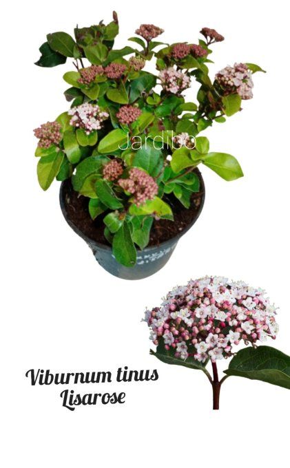 Viburnum tinus Lisarose 'laurier tin'