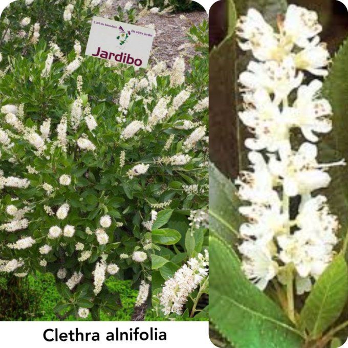 Clethra alnifolia