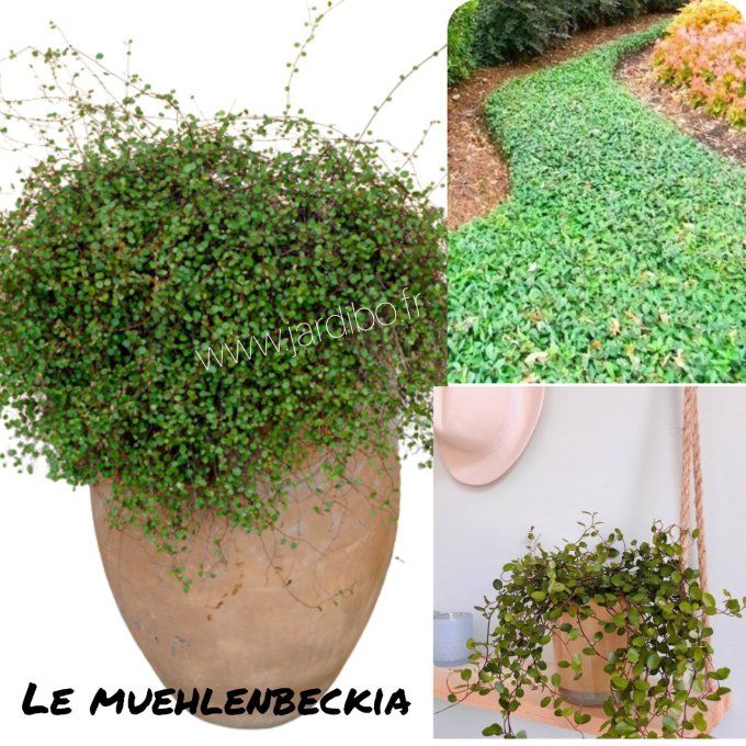 Muehlenbeckia