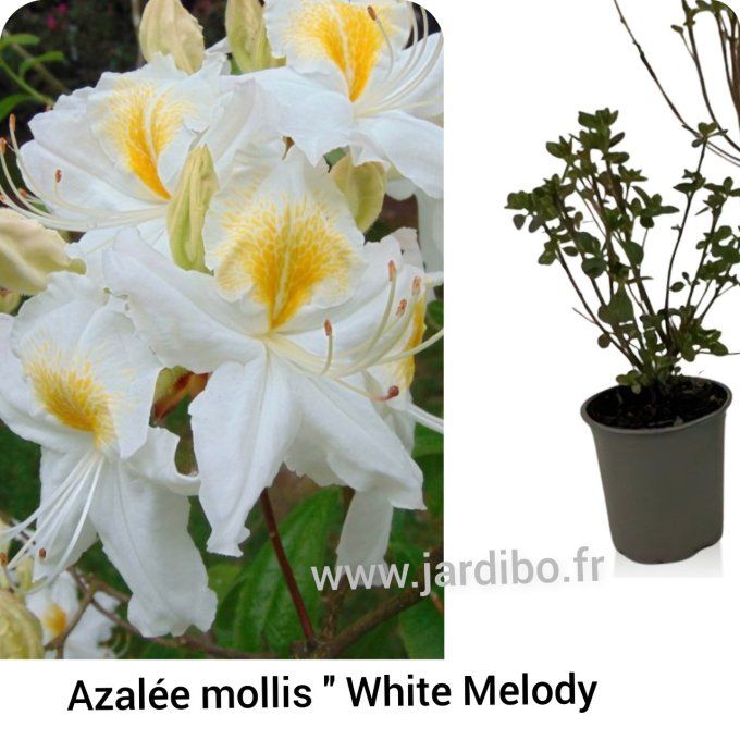 Azalée mollis '' White melody ''