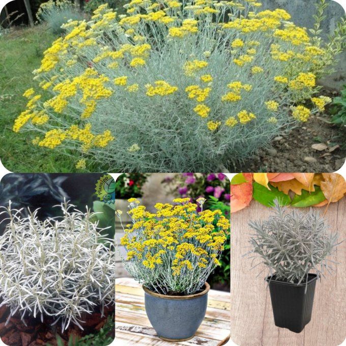 Helichrysum italicum : l’immortelle d’Italie