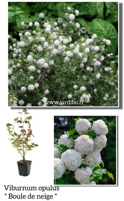 Viburnum opulus '' Boule de neige ''