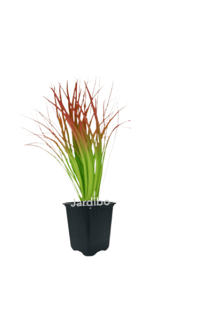 Imperata Red Baron