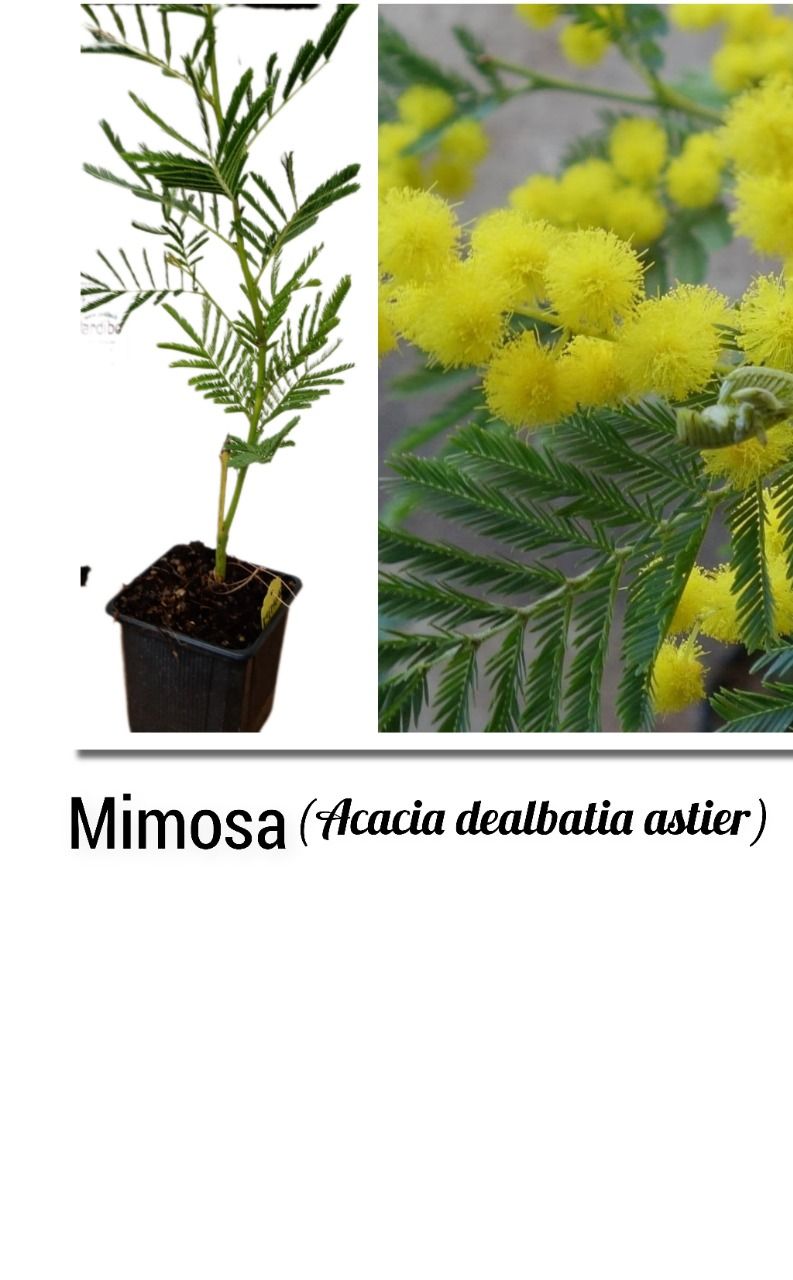 Mimosa, d'hiver  acacia dealbatia astier
