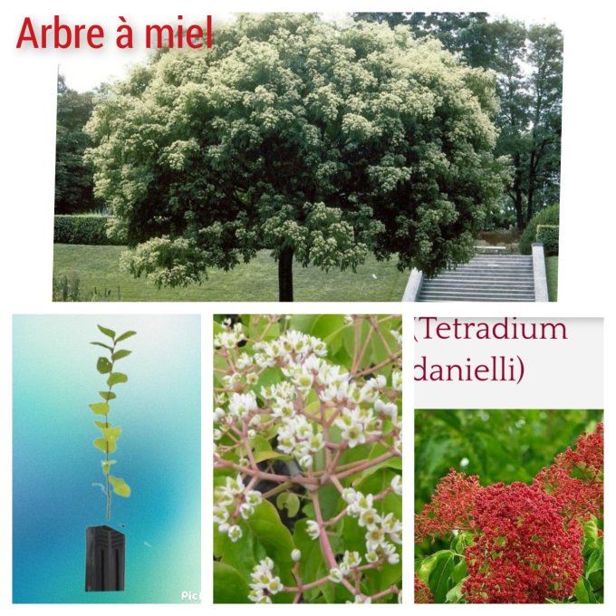 Arbre à miel '' Tetradium Danielli