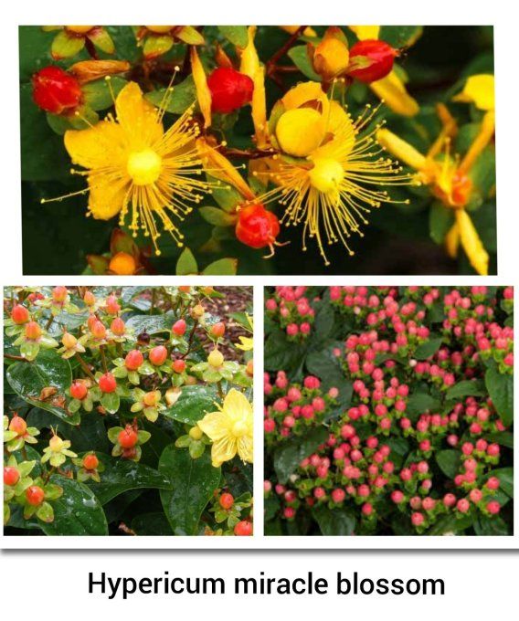 Hypericum miracle blossom