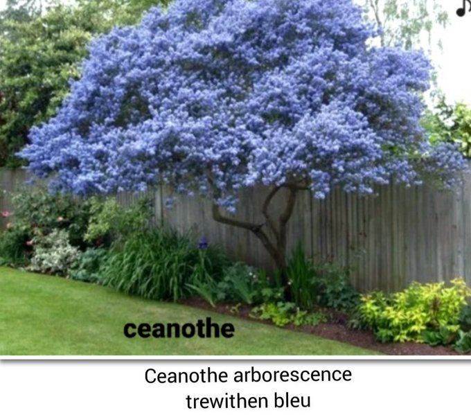 Céanothe arboreus Trewithen Blue