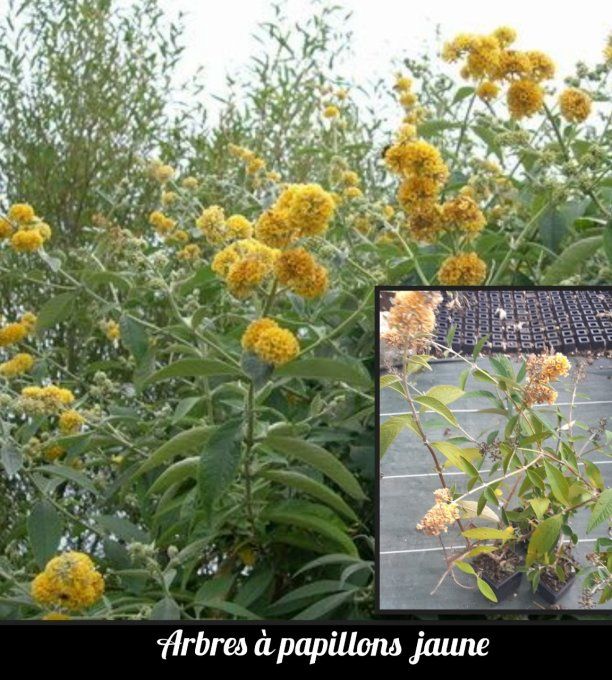 Arbre à papillons  Bddleia jaune