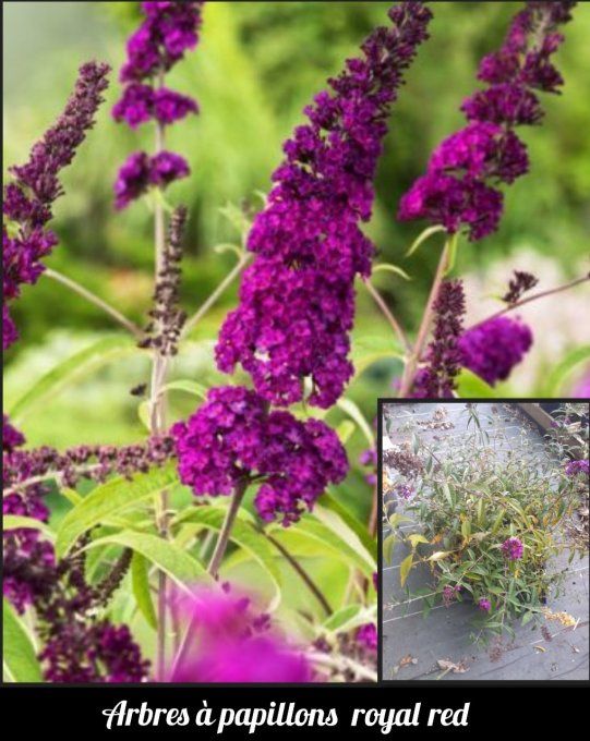 Arbre à papillons Buddleia royal red