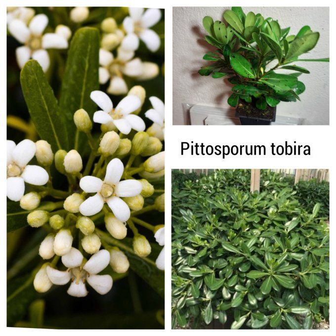 Pittosporum tobira