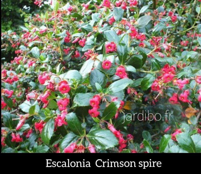 Escallonia  Crimson spire