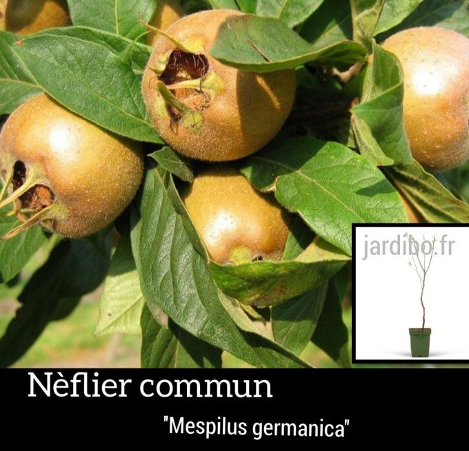 Neflier,  '' Mespilus germanica ''