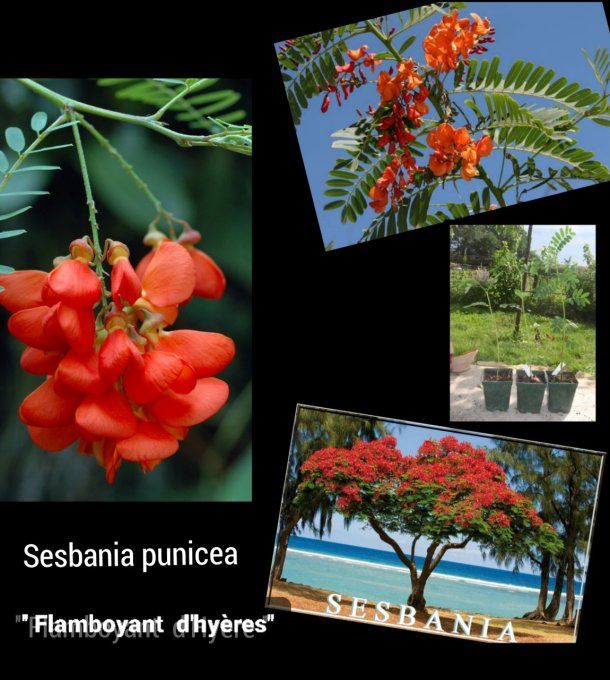 Flamboyant d'Hyéres '' Sesbania punicea ''