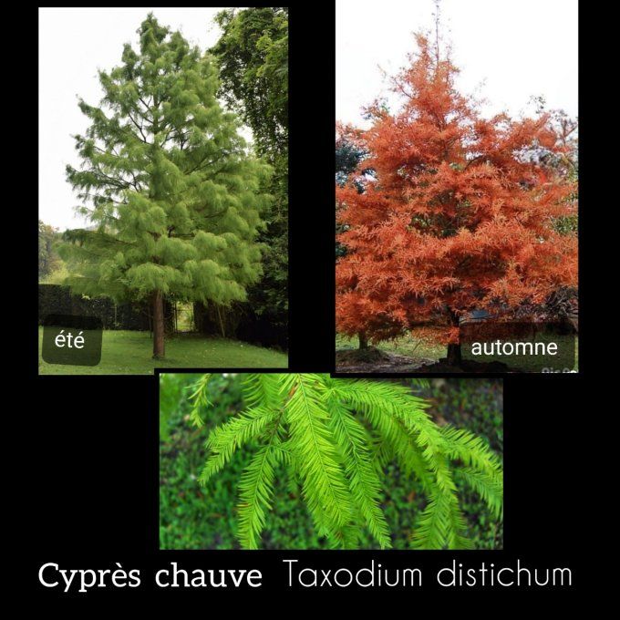 Cyprès chauve  ' Taxodium  distichum '