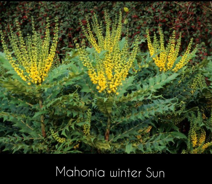 Mahonia winter sun