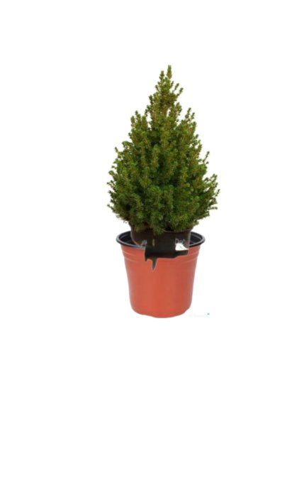 Picea glauca  conica