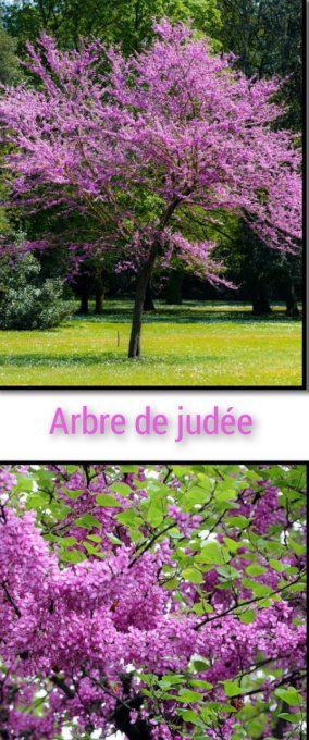 Arbre de judée