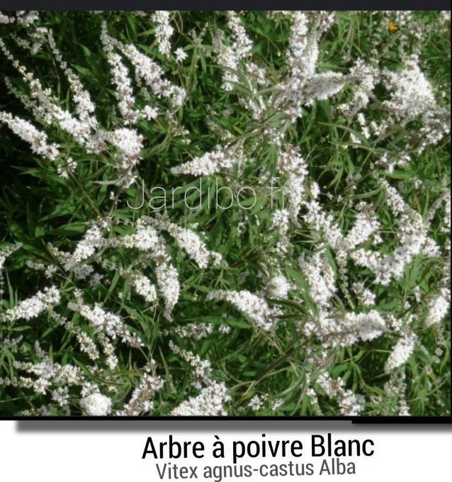 Arbre à poivre blanc, Vitex agnus-castus alba