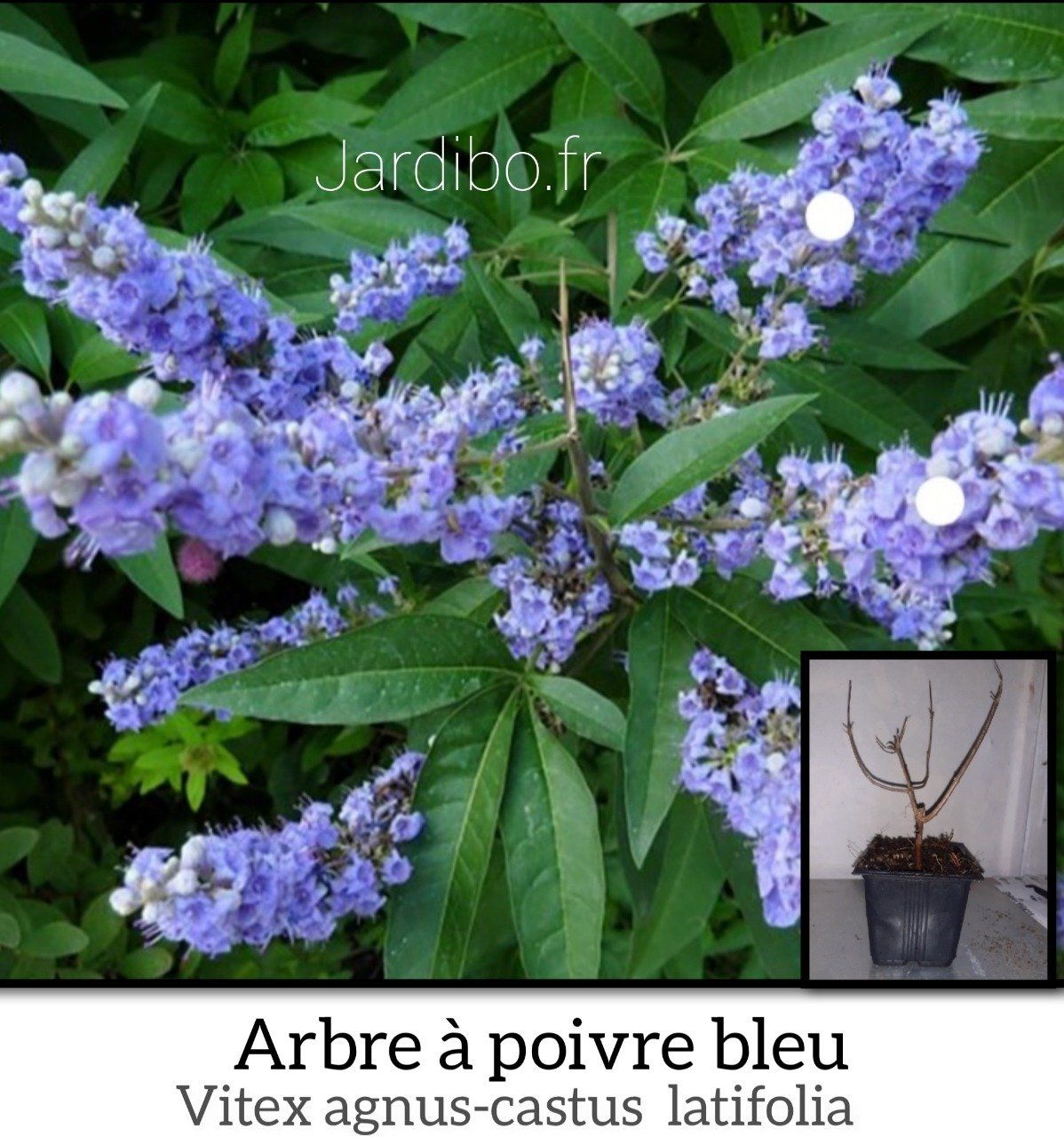 Arbre à poivre bleu   Vitex agnus-castus latifolia