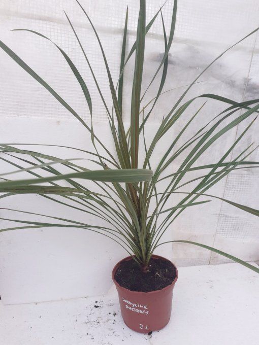 Cordyline Australis 