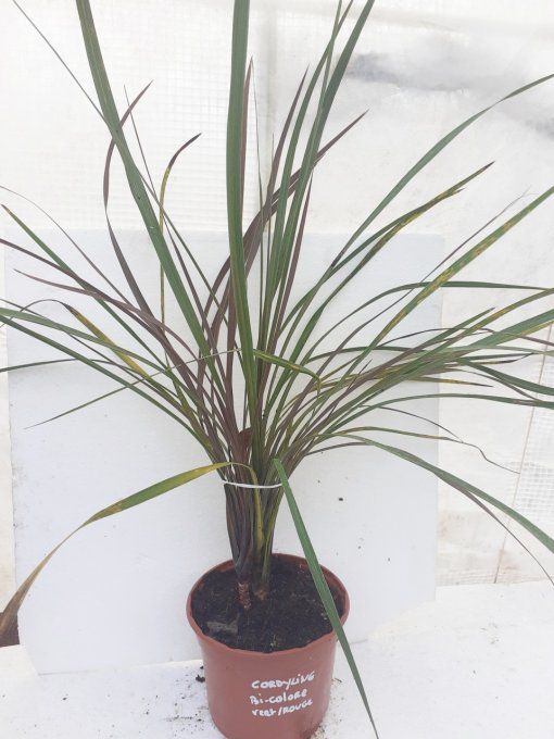 Cordyline Australis 