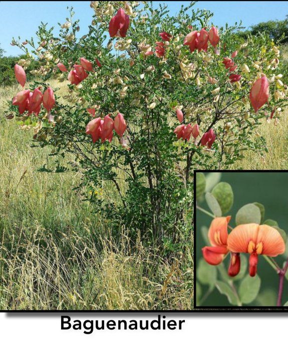 Baguenaudier  /colutéa  arborescens