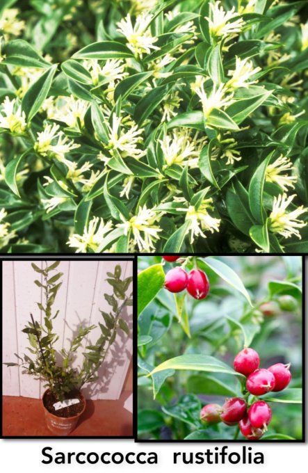 Sarcococca  rustifolia