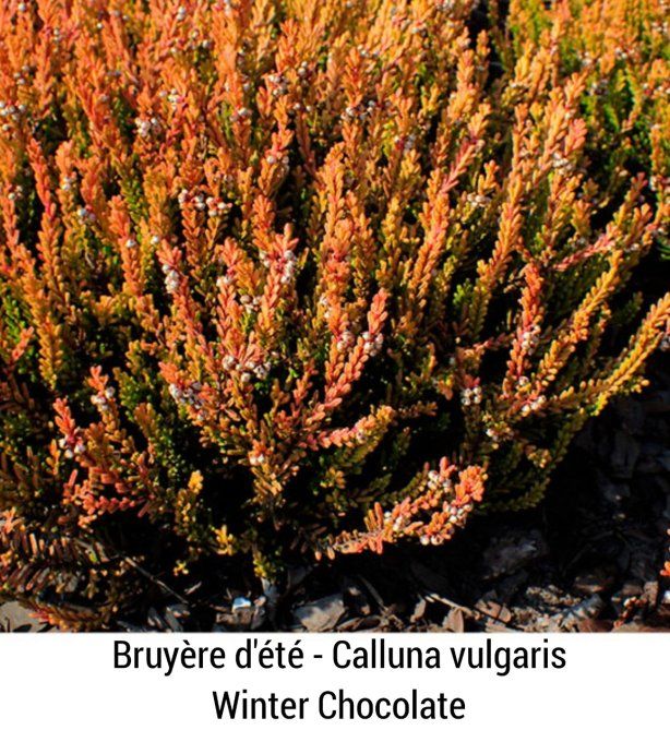 Bruyère d'été  caluna Winter chocolat