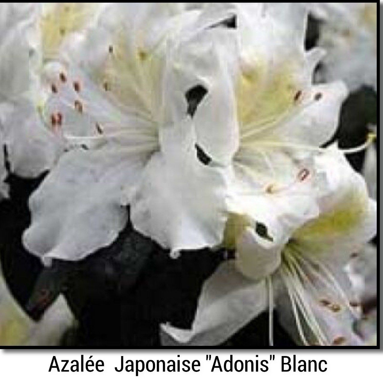 Azalée  Japonaise  Blanche  ''Adonis ''