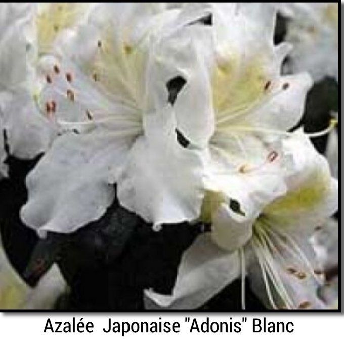 Azalée Japonaise Blanche ''Adonis ''
