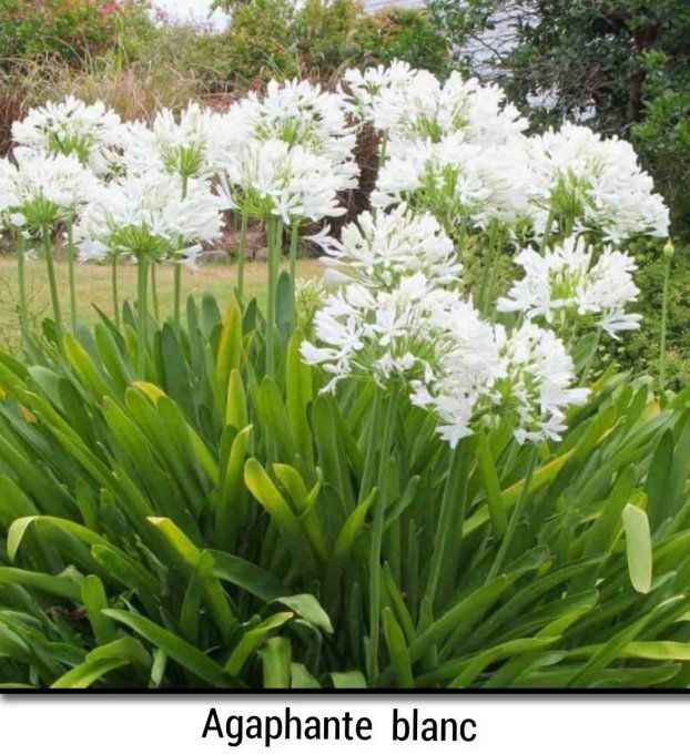 Agaphante blanche
