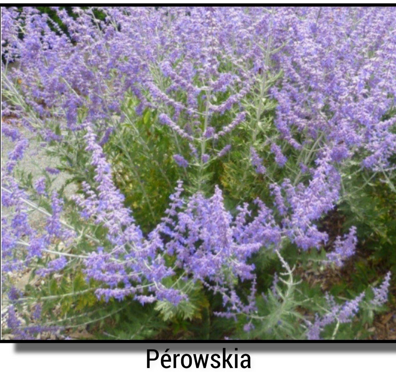 Pérowskia