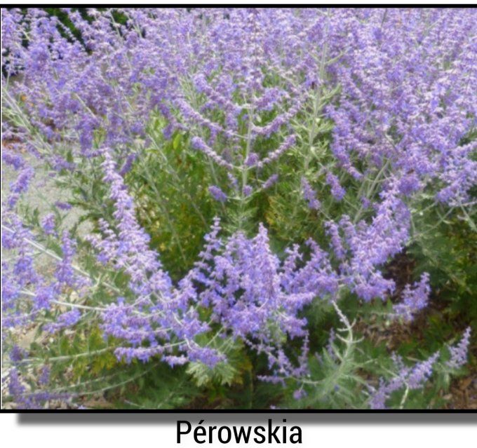 Pérowskia atricifolia blue spire 