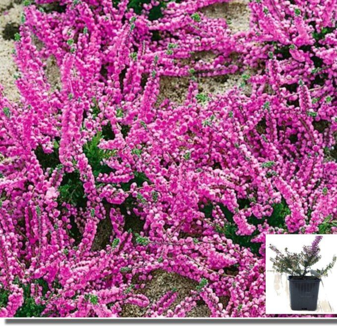 Bruyère d'été Elsie Purnell