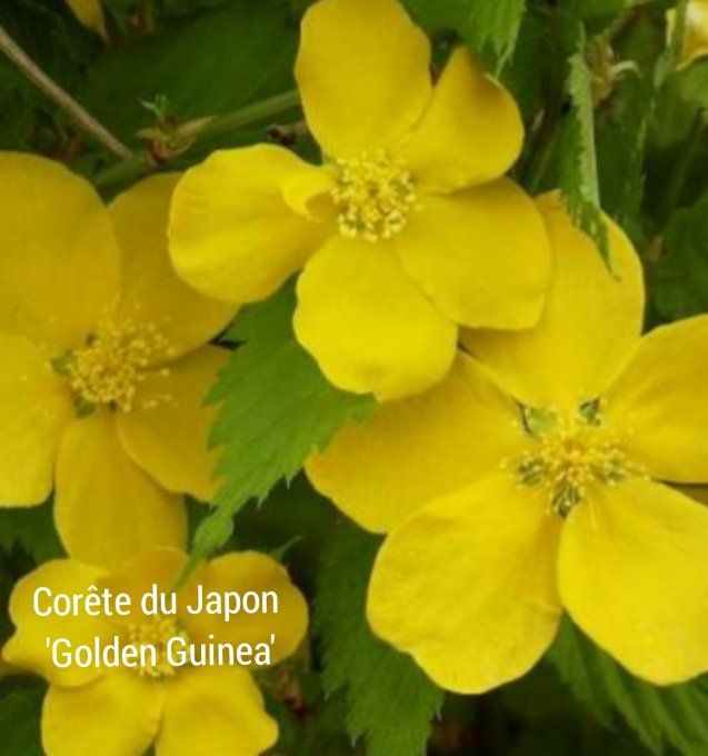 Keria peniflora Golden Guinea Corète du japon